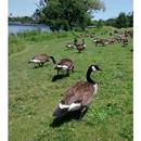 Canada Goose and Turkey Call APK
