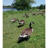 Canada Goose and Turkey Call