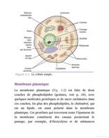 Anatomie et Physiologie Normales et Pathologiques imagem de tela 3