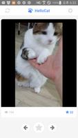HelloCat - Cute cat videos पोस्टर