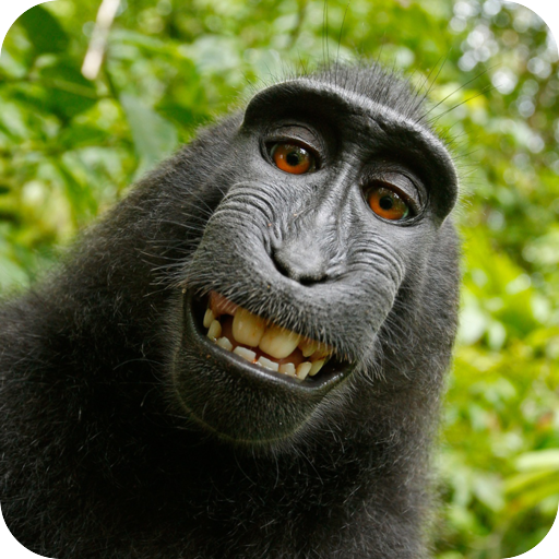 Fondos de Pantalla Chidos - Wallpapers Graciosos APK per Android – Scarica l'ultima Versione di Fondos de Pantalla Chidos - Wallpapers Graciosos APK da Fondos de Pantalla Chidos - Wallpapers Graciosos APK per Android – Scarica l'ultima Versione di Fondos de Pantalla Chidos - Wallpapers Graciosos APK da