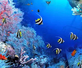 Aquarium Live Wallpaper APK download