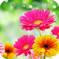 ”3D Flower