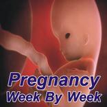 Prenancy Week by week