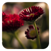 Flower Photo Frames APK