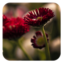 Flower Photo Frames APK