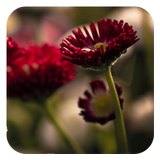 Flower Photo Frames 图标