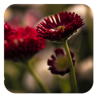 Flower Photo Frames أيقونة