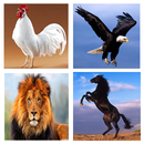 Animal Sound APK