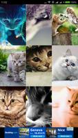 Cute Cats Wallpapers Free HD Affiche