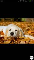 Dogs Cute Wallpapers Free HD скриншот 3