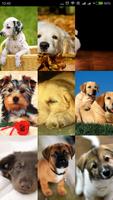 Dogs Cute Wallpapers Free HD Affiche