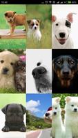 Dogs Cute Wallpapers Free HD capture d'écran 2