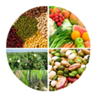 Sugarcane,Mustard & Wheat-IFCs Zeichen
