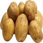 Potato-IFC icône