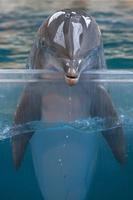 Dolphin Water Touch LWP Affiche