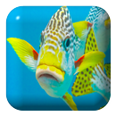 Fish Water Touch Lwp APK
