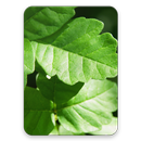 APK Poison Oak Identifier