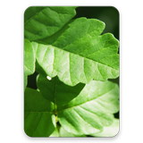 Poison Oak Identifier آئیکن