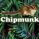 Best Chipmunk Sounds APK
