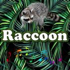 Best Raccoon Sounds icône