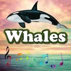 Best Whales Sounds icône