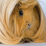 Nederlands Cavia Forum