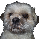 Dog Keeper APK