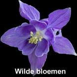 Wilde bloemen