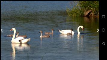 Natuurfotoboek Weerdbeemden 截圖 1