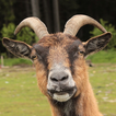 Funny Goat Sounds
