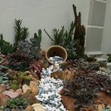 Rock Garden Ideas