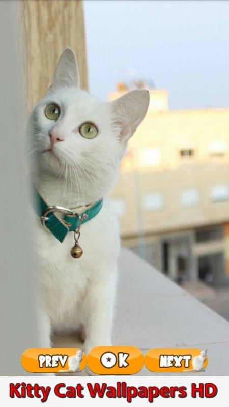 Kitty Cat Wallpapers Hd For Android Apk Download