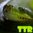 snake live wallpapers free