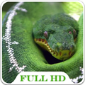 Snake Video Wallpaper