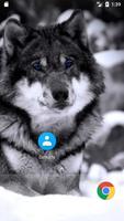 Snow Wolf And Bird HD FREE Wallpaper الملصق