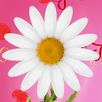 Любит не любит гадание APK