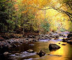 Poster Nature