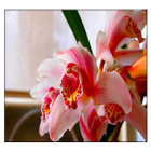 Orchid biểu tượng