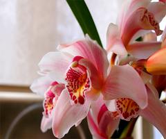 Orchid ảnh chụp màn hình 1