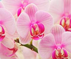 Orchid ảnh chụp màn hình 2