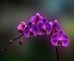 Orchid ảnh chụp màn hình 3