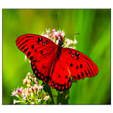 Butterfly Live Wallpaper icône