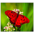 Butterfly Live Wallpaper icône