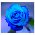 Blue Rose icône