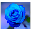голубая роза обои APK