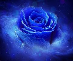 Blue Rose Affiche