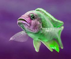 3 Schermata Cool Fish Wallpaper