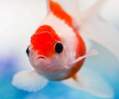 Poster Cool Fish Wallpaper