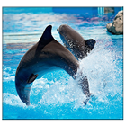 آیکون‌ Dolphin Live Wallpaper